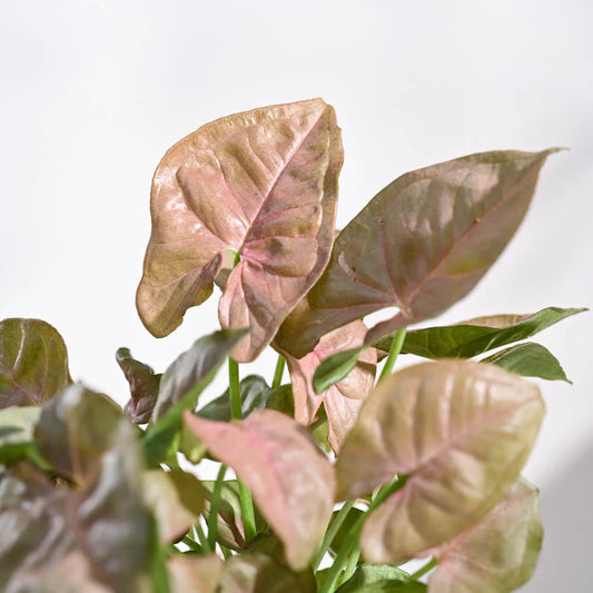 Syngonium Pink Plant