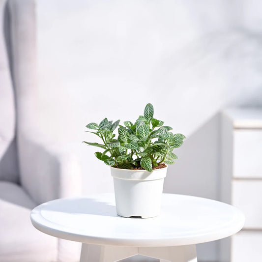 Fittonia Green Plant (Nerve Plant)