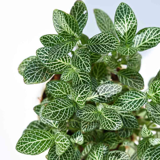 Fittonia Green Plant (Nerve Plant)
